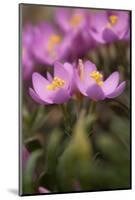 Common Centaury (Centaurium Erythraea) Flowers, Alentejo, Portugal, June-Quinta-Mounted Photographic Print