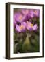 Common Centaury (Centaurium Erythraea) Flowers, Alentejo, Portugal, June-Quinta-Framed Photographic Print