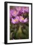 Common Centaury (Centaurium Erythraea) Flowers, Alentejo, Portugal, June-Quinta-Framed Photographic Print