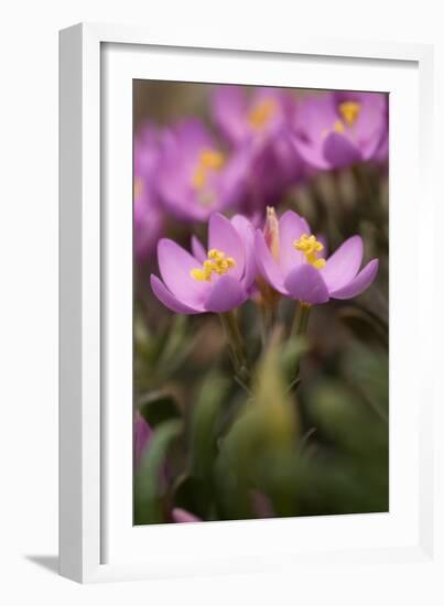 Common Centaury (Centaurium Erythraea) Flowers, Alentejo, Portugal, June-Quinta-Framed Photographic Print