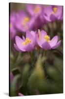 Common Centaury (Centaurium Erythraea) Flowers, Alentejo, Portugal, June-Quinta-Stretched Canvas