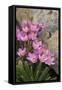 Common Centaury (Centaurium Erythraea) Flowers, Alentejo, Portugal-Quinta-Framed Stretched Canvas