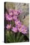 Common Centaury (Centaurium Erythraea) Flowers, Alentejo, Portugal-Quinta-Stretched Canvas