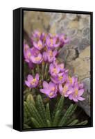 Common Centaury (Centaurium Erythraea) Flowers, Alentejo, Portugal-Quinta-Framed Stretched Canvas