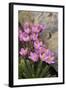 Common Centaury (Centaurium Erythraea) Flowers, Alentejo, Portugal-Quinta-Framed Premium Photographic Print