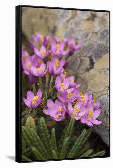 Common Centaury (Centaurium Erythraea) Flowers, Alentejo, Portugal-Quinta-Framed Stretched Canvas