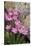 Common Centaury (Centaurium Erythraea) Flowers, Alentejo, Portugal-Quinta-Stretched Canvas