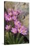 Common Centaury (Centaurium Erythraea) Flowers, Alentejo, Portugal-Quinta-Stretched Canvas