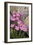 Common Centaury (Centaurium Erythraea) Flowers, Alentejo, Portugal-Quinta-Framed Photographic Print