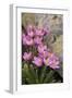 Common Centaury (Centaurium Erythraea) Flowers, Alentejo, Portugal-Quinta-Framed Photographic Print