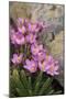 Common Centaury (Centaurium Erythraea) Flowers, Alentejo, Portugal-Quinta-Mounted Photographic Print