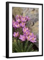 Common Centaury (Centaurium Erythraea) Flowers, Alentejo, Portugal-Quinta-Framed Photographic Print