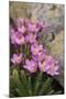 Common Centaury (Centaurium Erythraea) Flowers, Alentejo, Portugal-Quinta-Mounted Photographic Print