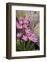 Common Centaury (Centaurium Erythraea) Flowers, Alentejo, Portugal-Quinta-Framed Photographic Print