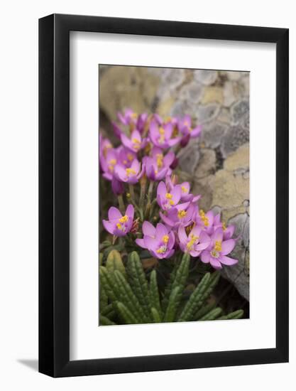 Common Centaury (Centaurium Erythraea) Flowers, Alentejo, Portugal-Quinta-Framed Photographic Print