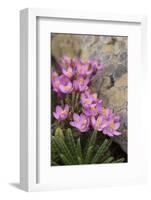 Common Centaury (Centaurium Erythraea) Flowers, Alentejo, Portugal-Quinta-Framed Photographic Print