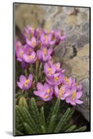 Common Centaury (Centaurium Erythraea) Flowers, Alentejo, Portugal-Quinta-Mounted Photographic Print