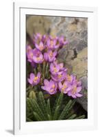 Common Centaury (Centaurium Erythraea) Flowers, Alentejo, Portugal-Quinta-Framed Photographic Print