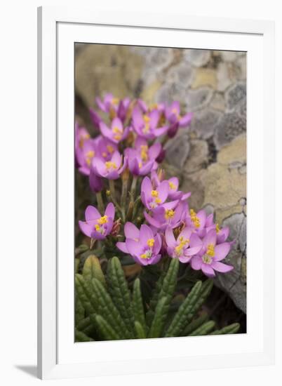 Common Centaury (Centaurium Erythraea) Flowers, Alentejo, Portugal-Quinta-Framed Photographic Print