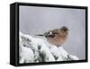 Common Chaffinch Adult on Spruce Branch in Snow, Switzerland, December-Rolf Nussbaumer-Framed Stretched Canvas
