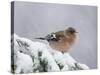 Common Chaffinch Adult on Spruce Branch in Snow, Switzerland, December-Rolf Nussbaumer-Stretched Canvas