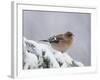 Common Chaffinch Adult on Spruce Branch in Snow, Switzerland, December-Rolf Nussbaumer-Framed Photographic Print