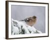 Common Chaffinch Adult on Spruce Branch in Snow, Switzerland, December-Rolf Nussbaumer-Framed Photographic Print