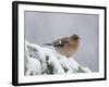 Common Chaffinch Adult on Spruce Branch in Snow, Switzerland, December-Rolf Nussbaumer-Framed Photographic Print