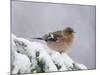 Common Chaffinch Adult on Spruce Branch in Snow, Switzerland, December-Rolf Nussbaumer-Mounted Photographic Print