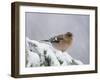 Common Chaffinch Adult on Spruce Branch in Snow, Switzerland, December-Rolf Nussbaumer-Framed Photographic Print