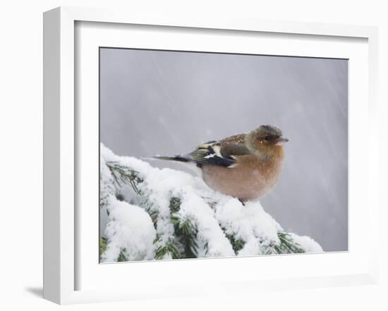 Common Chaffinch Adult on Spruce Branch in Snow, Switzerland, December-Rolf Nussbaumer-Framed Photographic Print