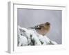 Common Chaffinch Adult on Spruce Branch in Snow, Switzerland, December-Rolf Nussbaumer-Framed Photographic Print