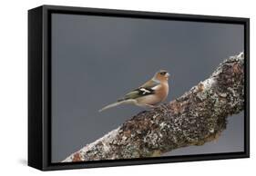 Common Chaffinch Male-null-Framed Stretched Canvas