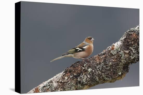 Common Chaffinch Male-null-Stretched Canvas