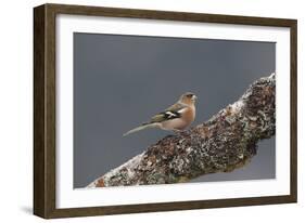 Common Chaffinch Male-null-Framed Photographic Print