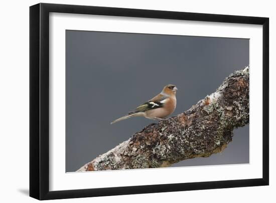 Common Chaffinch Male-null-Framed Photographic Print