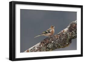 Common Chaffinch Male-null-Framed Photographic Print