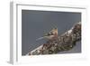 Common Chaffinch Male-null-Framed Photographic Print