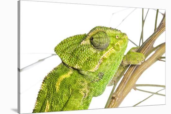 Common Chameleon (Chameleo Chameleo) in Retama Bush, Huelva, Andalucia, Spain, April 2009-Benvie-Stretched Canvas