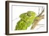 Common Chameleon (Chameleo Chameleo) in Retama Bush, Huelva, Andalucia, Spain, April 2009-Benvie-Framed Photographic Print