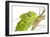 Common Chameleon (Chameleo Chameleo) in Retama Bush, Huelva, Andalucia, Spain, April 2009-Benvie-Framed Photographic Print