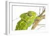 Common Chameleon (Chameleo Chameleo) in Retama Bush, Huelva, Andalucia, Spain, April 2009-Benvie-Framed Photographic Print