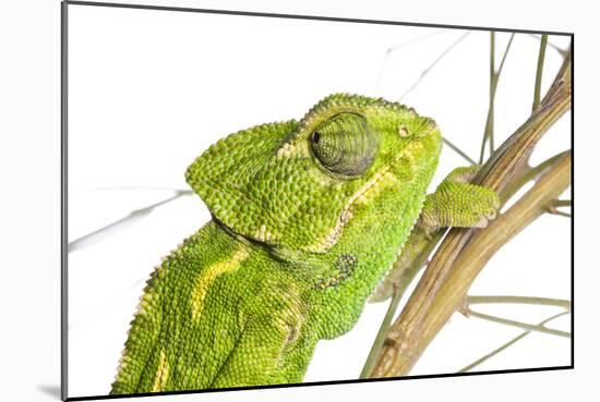 Common Chameleon (Chameleo Chameleo) in Retama Bush, Huelva, Andalucia, Spain, April 2009-Benvie-Mounted Photographic Print