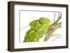 Common Chameleon (Chameleo Chameleo) in Retama Bush, Huelva, Andalucia, Spain, April 2009-Benvie-Framed Photographic Print