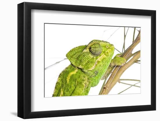 Common Chameleon (Chameleo Chameleo) in Retama Bush, Huelva, Andalucia, Spain, April 2009-Benvie-Framed Photographic Print