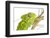 Common Chameleon (Chameleo Chameleo) in Retama Bush, Huelva, Andalucia, Spain, April 2009-Benvie-Framed Photographic Print