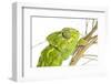 Common Chameleon (Chameleo Chameleo) in Retama Bush, Huelva, Andalucia, Spain, April 2009-Benvie-Framed Photographic Print