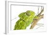 Common Chameleon (Chameleo Chameleo) in Retama Bush, Huelva, Andalucia, Spain, April 2009-Benvie-Framed Photographic Print