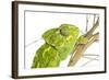 Common Chameleon (Chameleo Chameleo) in Retama Bush, Huelva, Andalucia, Spain, April 2009-Benvie-Framed Photographic Print