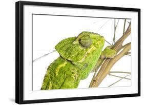 Common Chameleon (Chameleo Chameleo) in Retama Bush, Huelva, Andalucia, Spain, April 2009-Benvie-Framed Photographic Print